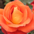 Oranžna - Park - grm vrtnice - Lydia®